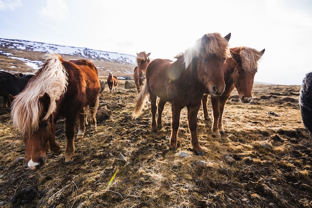 Zdjęcie islandzkich koni spacerujących po polu pokrytym trawą i śniegiem w Islandii