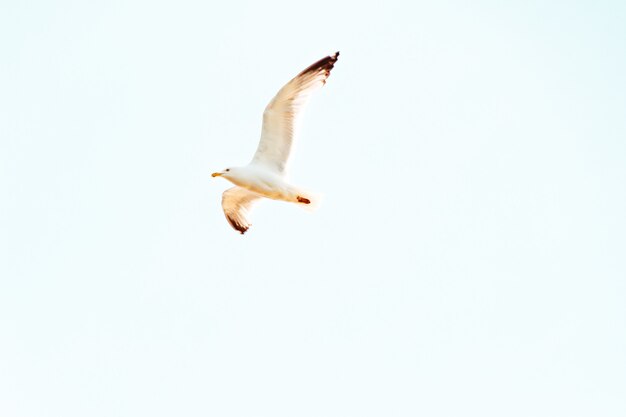 Zdjęcie seagull latające nad głową w słoneczny dzień z jasnego nieba