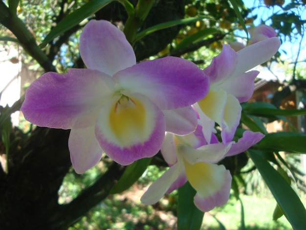 Bezpłatne zdjęcie zdjęcie z egzotycznego kwiatu orchidei