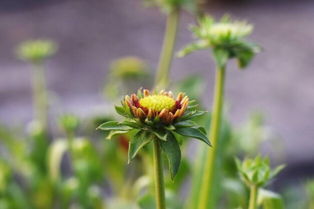 Zdjęcie zielonego pąka kwiatu chryzantemy w zbliżeniu, znanego również jako Chandramallika