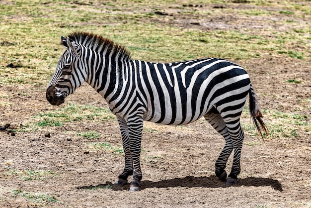 Zebra na łące otoczonej zielenią pod słońcem