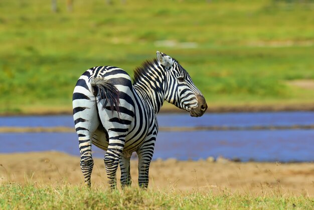 Zebra na łące w Afryce