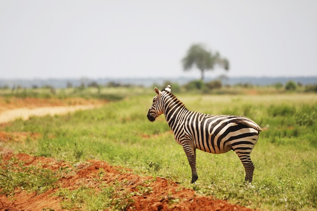 Zebra na łące w Parku Narodowym Tsavo East, Kenia, Afryka