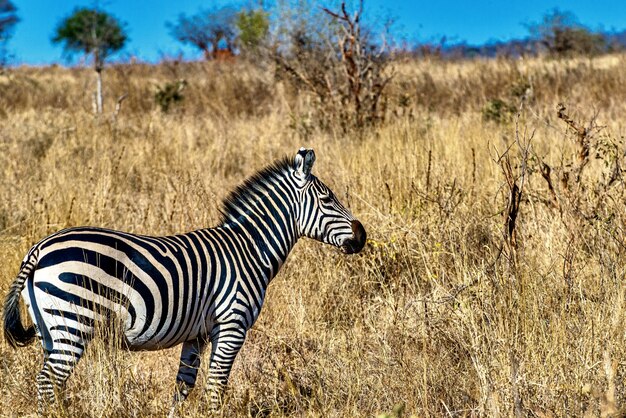 Zebra w polu pokrytym trawą pod słońcem i błękitnym niebem