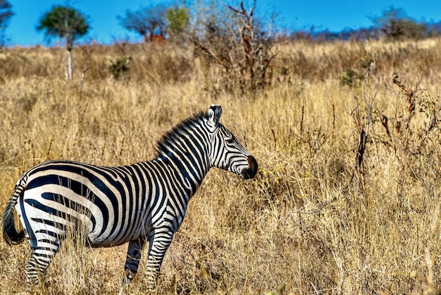 Zebra w polu pokrytym trawą pod słońcem i błękitnym niebem