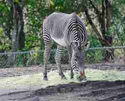 Bezpłatne zdjęcie zebra