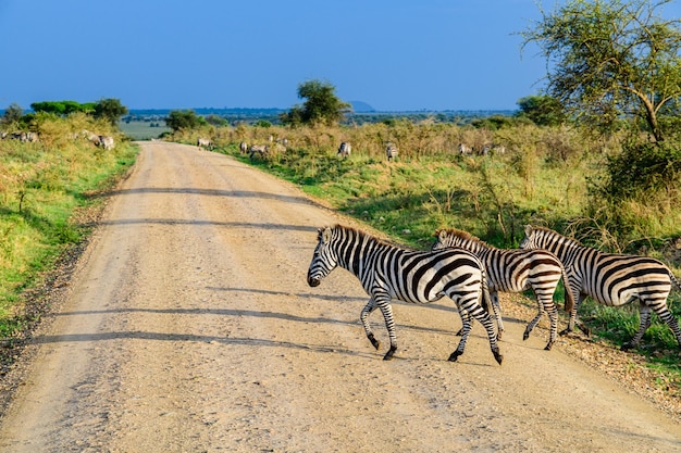 Zebry (hippotigris) w parku narodowym serengeti. zdjęcie dzikiej przyrody