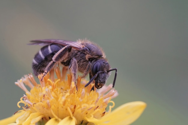 Bezpłatne zdjęcie Żeńska pszczoła z bruzdami z potu byka (lasioglossum zonulum) na żółtym kwiecie