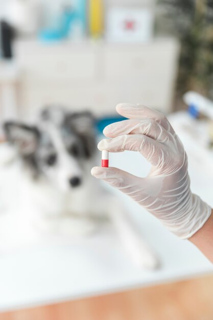 Żeńska weterynarza ręki mienia kapsuła przed plama psem w klinice