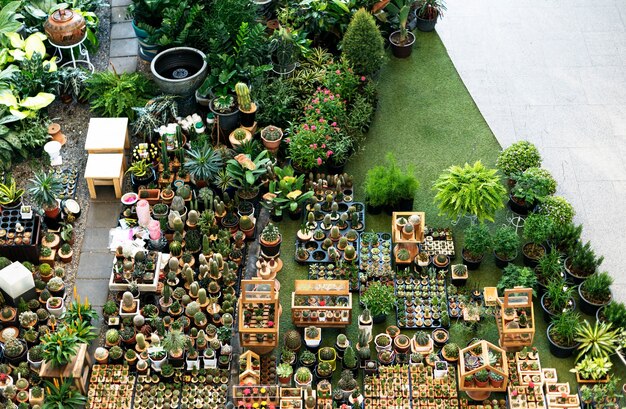 Zestaw dekoracji kolekcji Cactus Houseplant