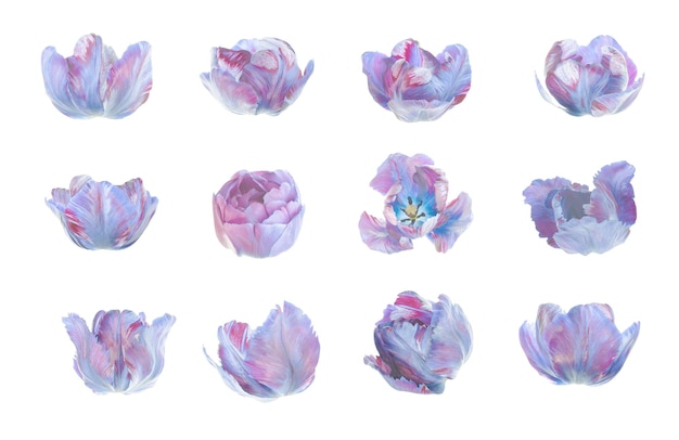 Zestaw tulipanów niebieski na białym tle. niebieskie tulipany na białym tle