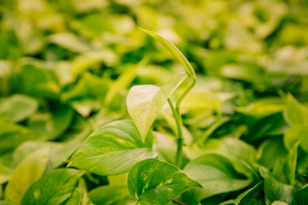 Bezpłatne zdjęcie zieleni liść epipremnum aureum roślina