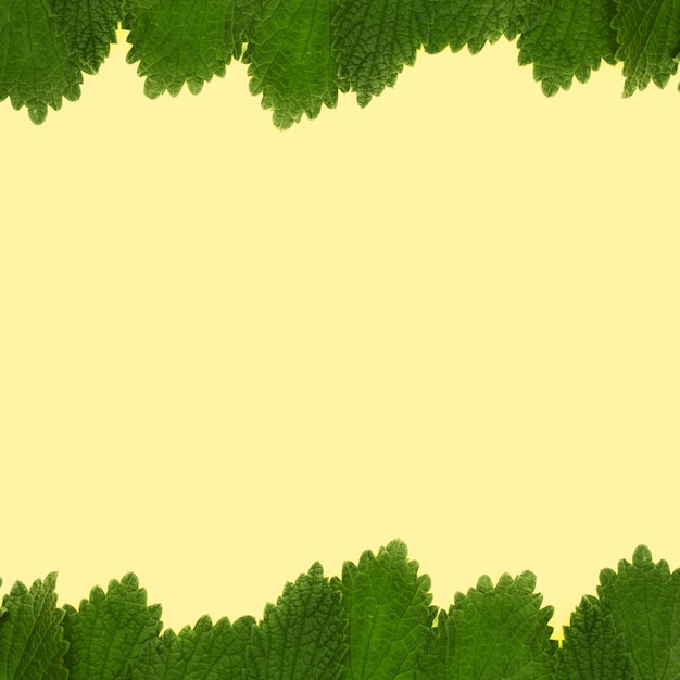Bezpłatne zdjęcie zielona balsam liście mięty ramki na żółtym tle