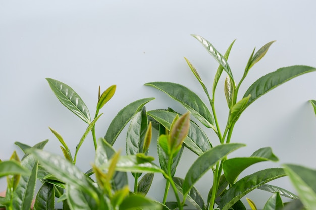 Bezpłatne zdjęcie zielona herbata liścia tło w herbacianych plantacjach.