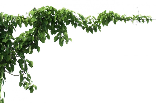 Zielona liścia bluszcza roślina odizolowywa na bielu
