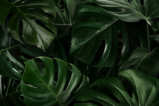 Bezpłatne zdjęcie zielona monstera pozostawia naturę