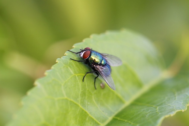 Zielona mucha butelkowa (Lucilia sericata)