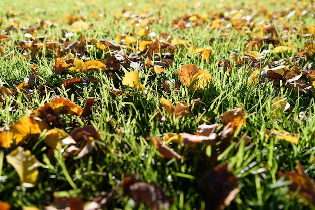 Zielona trawa i żółte tło liści