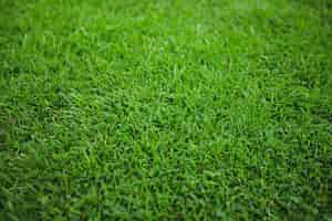 Bezpłatne zdjęcie zielona trawa pole tła