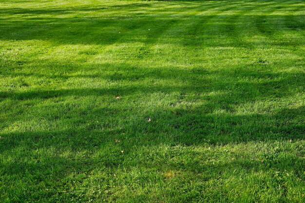 Zielona trawa z kopią przestrzeni Naturalne zielone rośliny krajobrazu ekologia przestrzeni dbałość o przyrodę Pomysł świeżej tapety jako tło