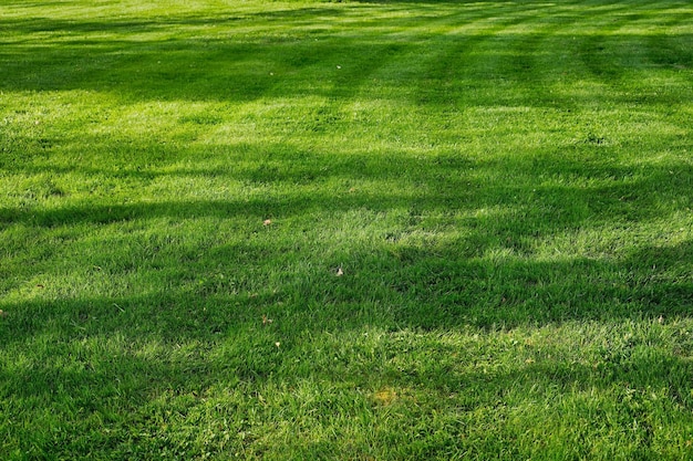 Zielona trawa z kopią przestrzeni Naturalne zielone rośliny krajobrazu ekologia przestrzeni dbałość o przyrodę Pomysł świeżej tapety jako tło