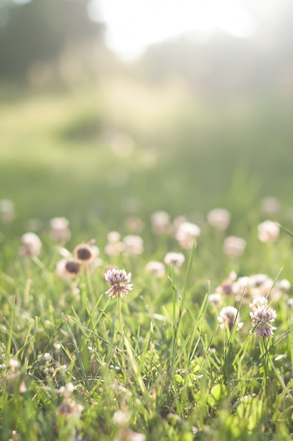 Bezpłatne zdjęcie zielona trawa z kwiatami przed zachodem słońca, rozmycie tła