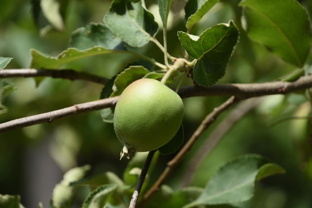 Zielone jabłko rosnące jesienią na drzewie