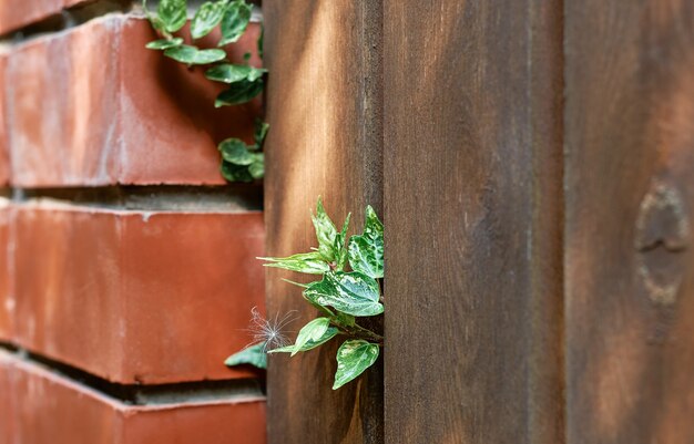 Zielone liście bluszczu kiełkują z drewnianego ogrodzenia starego ogrodu. Stare drewniane deski i ściany z czerwonej cegły pokryte zielonymi liśćmi. Naturalna tekstura tła