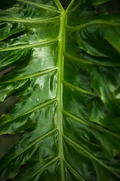 Bezpłatne zdjęcie zielone liście egzotyczne z bliska