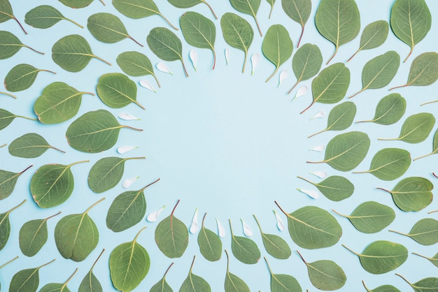 Bezpłatne zdjęcie zielone liście i białe płatki