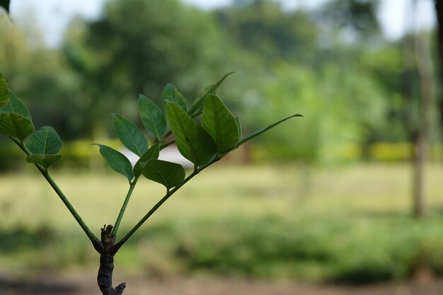 Zielone liście na gałęzi z nieostrym tłem