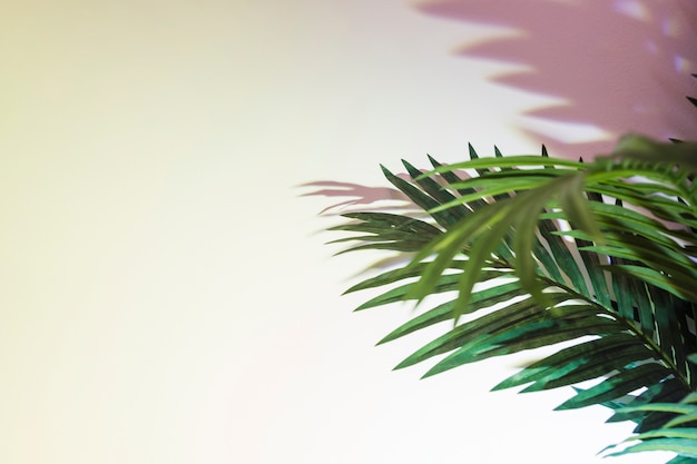 Bezpłatne zdjęcie zielone liście palmowe i cień na białym tle