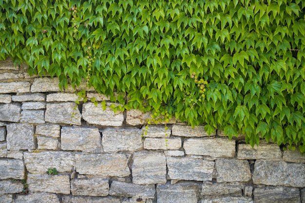 Zielone liście pokrywające po przekątnej połowę kamiennego muru