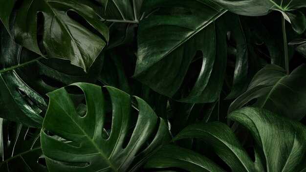 Zielone liście tapety w tle przyrody