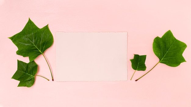Zielone liście z różową kopią przestrzeni płaskiej świeckich