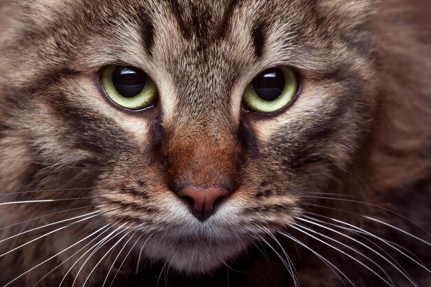 Zielone oczy kota na zdjęciu z bliska ze światłem studyjnym. Piękne zielone oczy kota