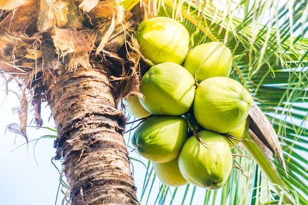 Bezpłatne zdjęcie zielone orzechy kokosowe z drzewa palmowego