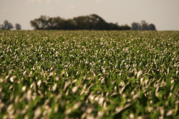 Zielone pole kukurydzy pod jasne błękitne niebo