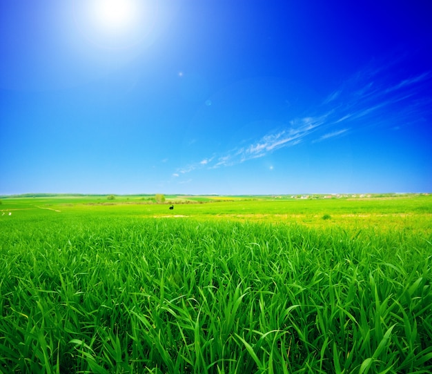 Bezpłatne zdjęcie zielone pole ze słońcem