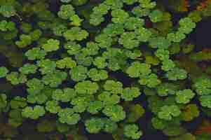 Bezpłatne zdjęcie zielone rośliny wodne pływające na bagnach