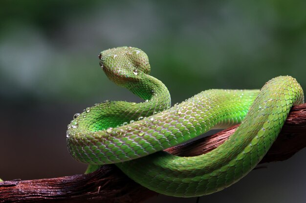 Zielony albolaris widok z boku węża zbliżenie zwierząt zielona żmija głowa zbliżenie węża