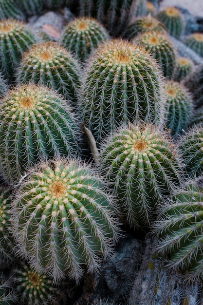 Zielony kaktus w ciągu dnia