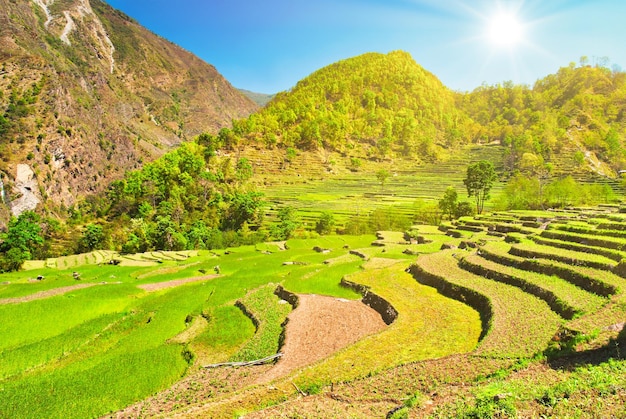 Zielony krajobraz pól ryżowych z górami i światłem słonecznym