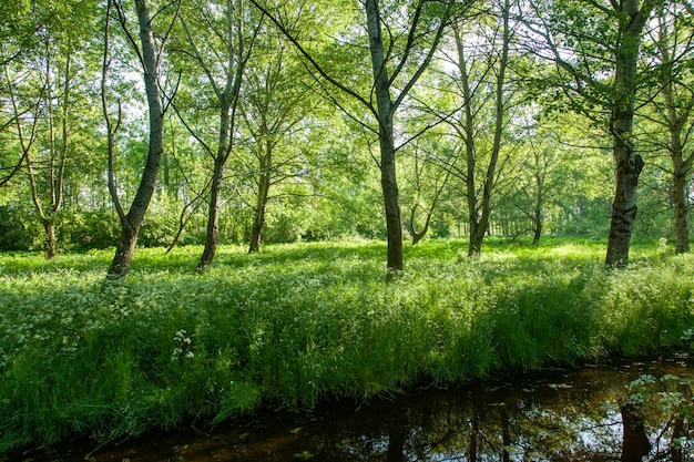 Zielony las w Holandii