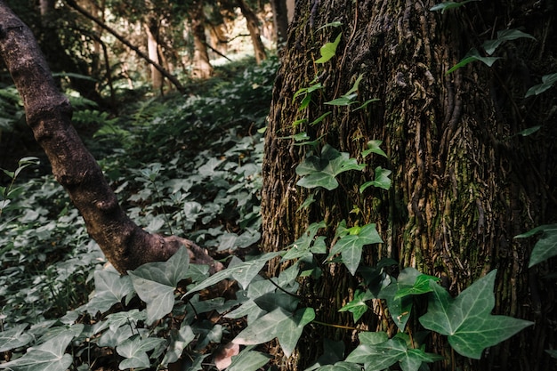 Zielony las z liśćmi