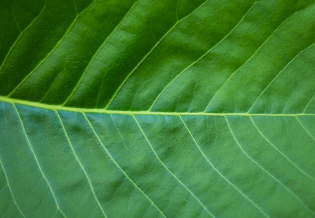 Zielony liść tekstury tło