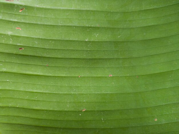 Bezpłatne zdjęcie zielony liść zbliżenie na tle