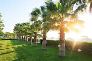 Bezpłatne zdjęcie zielony park palm i ich cienie na trawie.