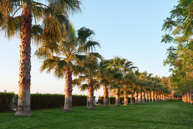 Zielony park palm i ich cienie na trawie.