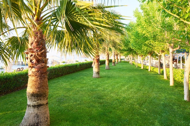 Zielony park palm i ich cienie na trawie.